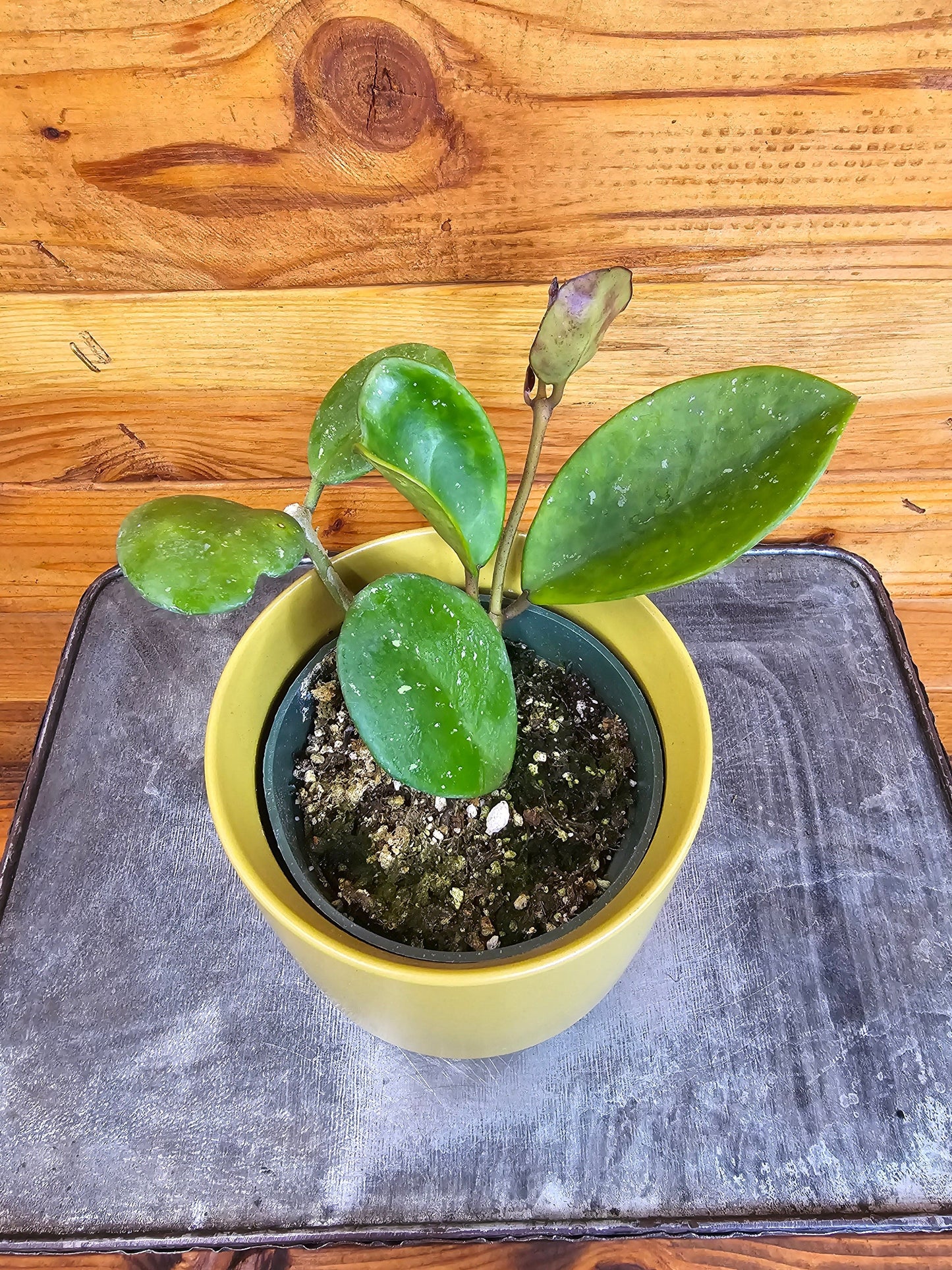 Hoya Obovata, 4" Plant - Tampa Home & Garden Store