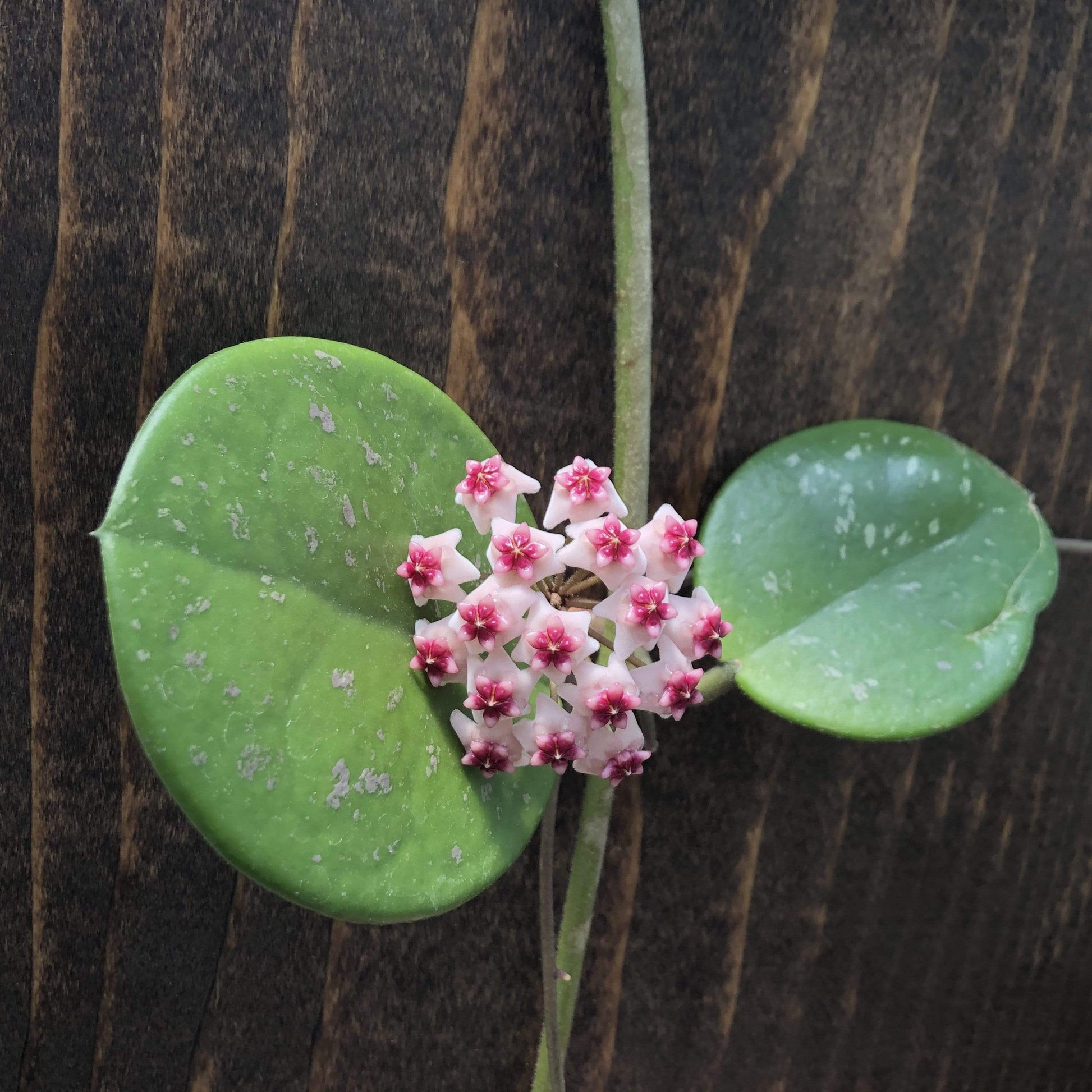 Hoya Obovata, 4" Plant - Tampa Home & Garden Store
