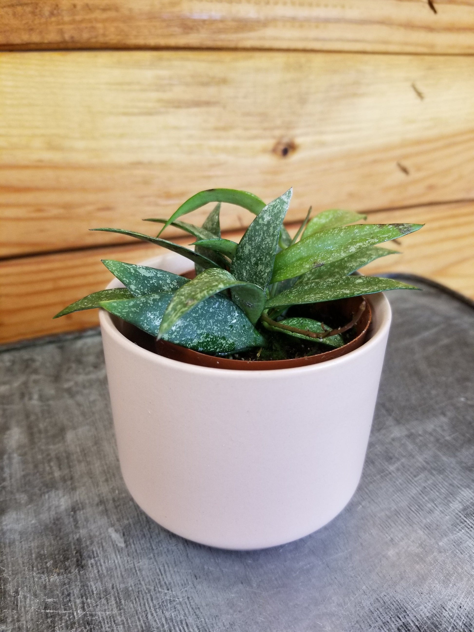 Hoya Parviflora Splash, 2" Plant - Tampa Home & Garden Store