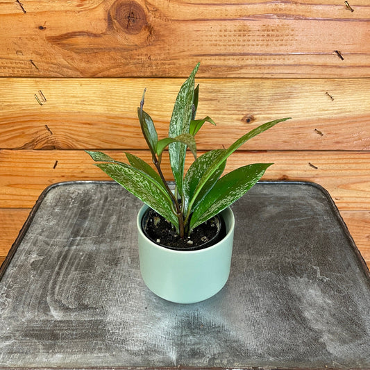 Hoya Pubicalyx Splash, 2" Plant - Tampa Home & Garden Store