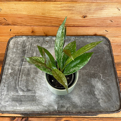 Hoya Pubicalyx Splash, 2" Plant - Tampa Home & Garden Store