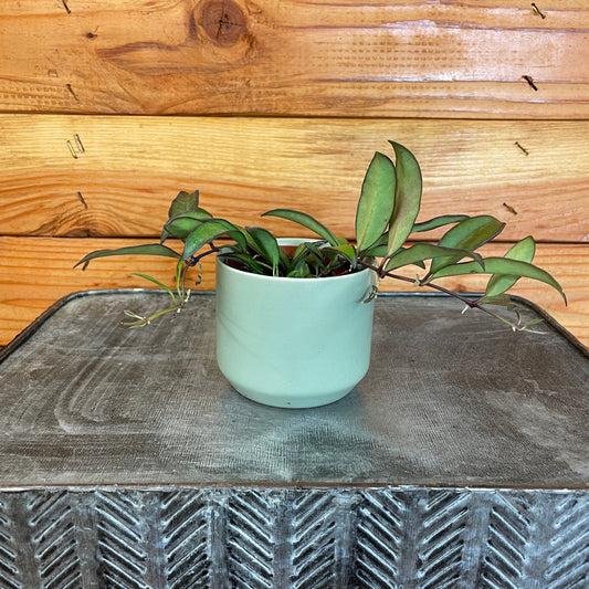 Hoya Rosita, 2" Plant - Tampa Home & Garden Store