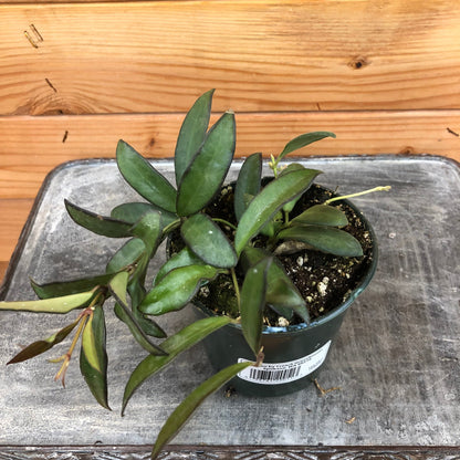 Hoya Rosita, 4" Plant - Tampa Home & Garden Store