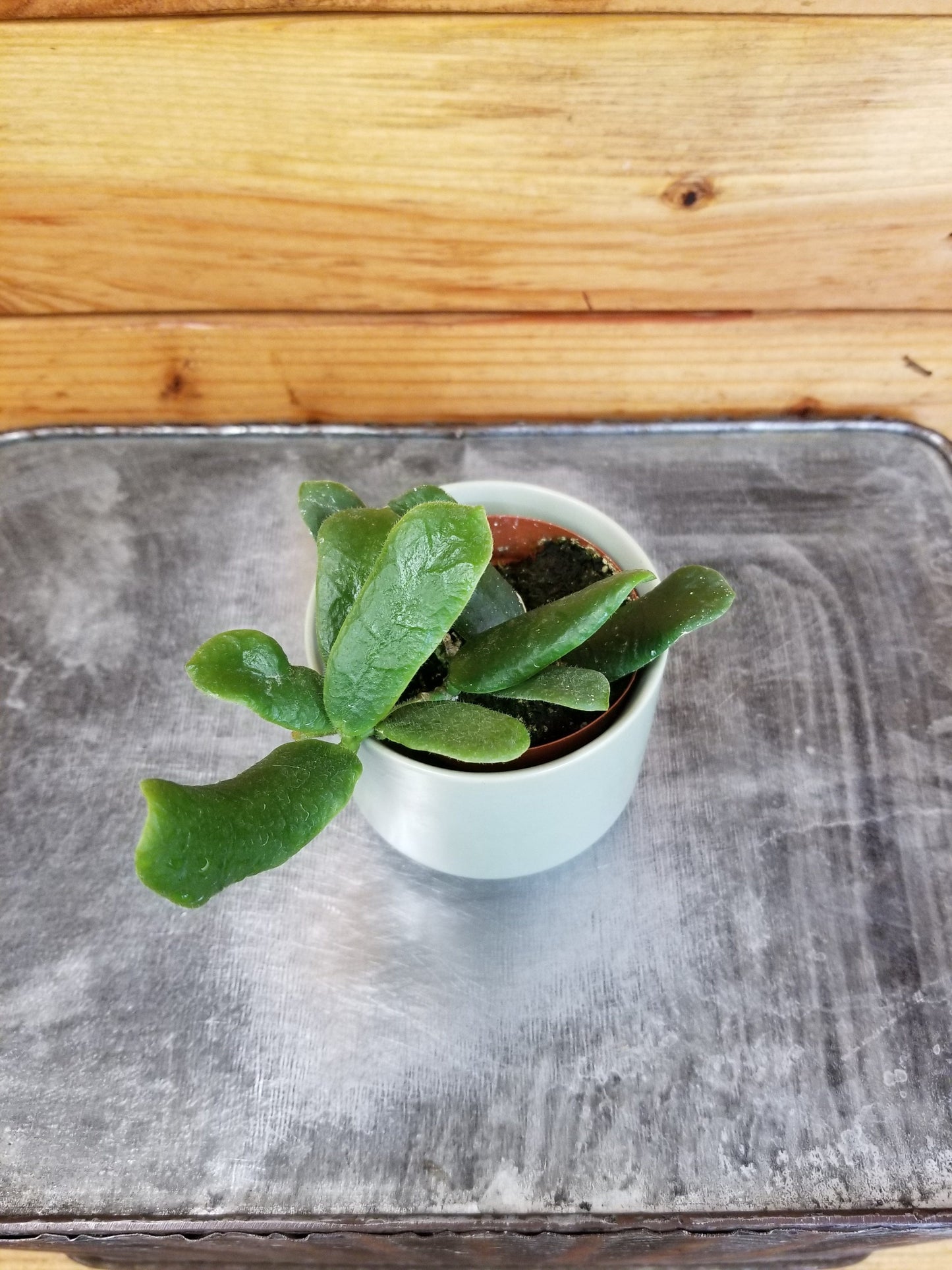 Hoya Rotundiflora, 2" Plant - Tampa Home & Garden Store