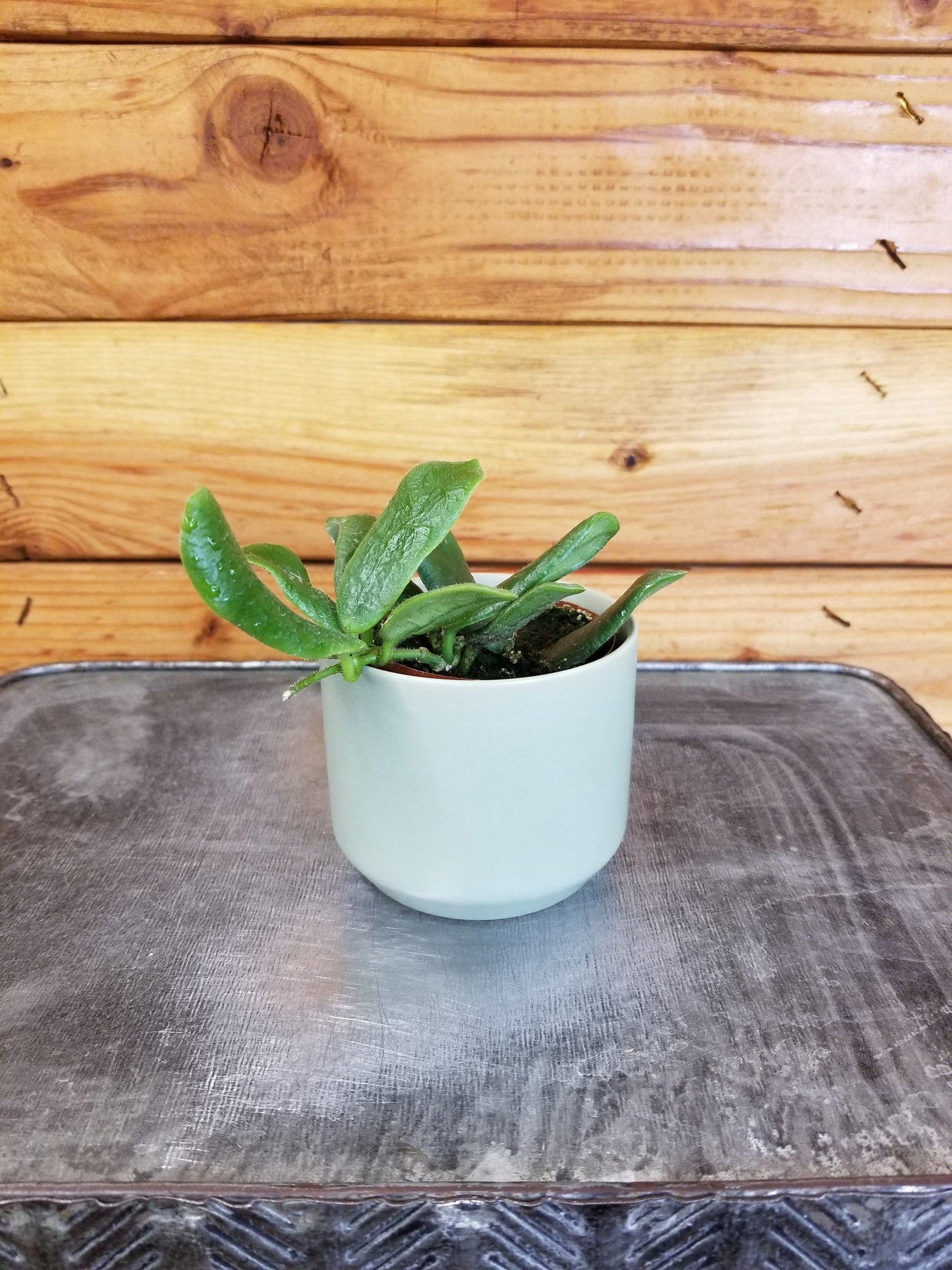 Hoya Rotundiflora, 2" Plant - Tampa Home & Garden Store