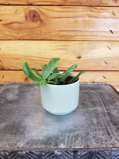 Hoya Rotundiflora, 2" Plant - Tampa Home & Garden Store