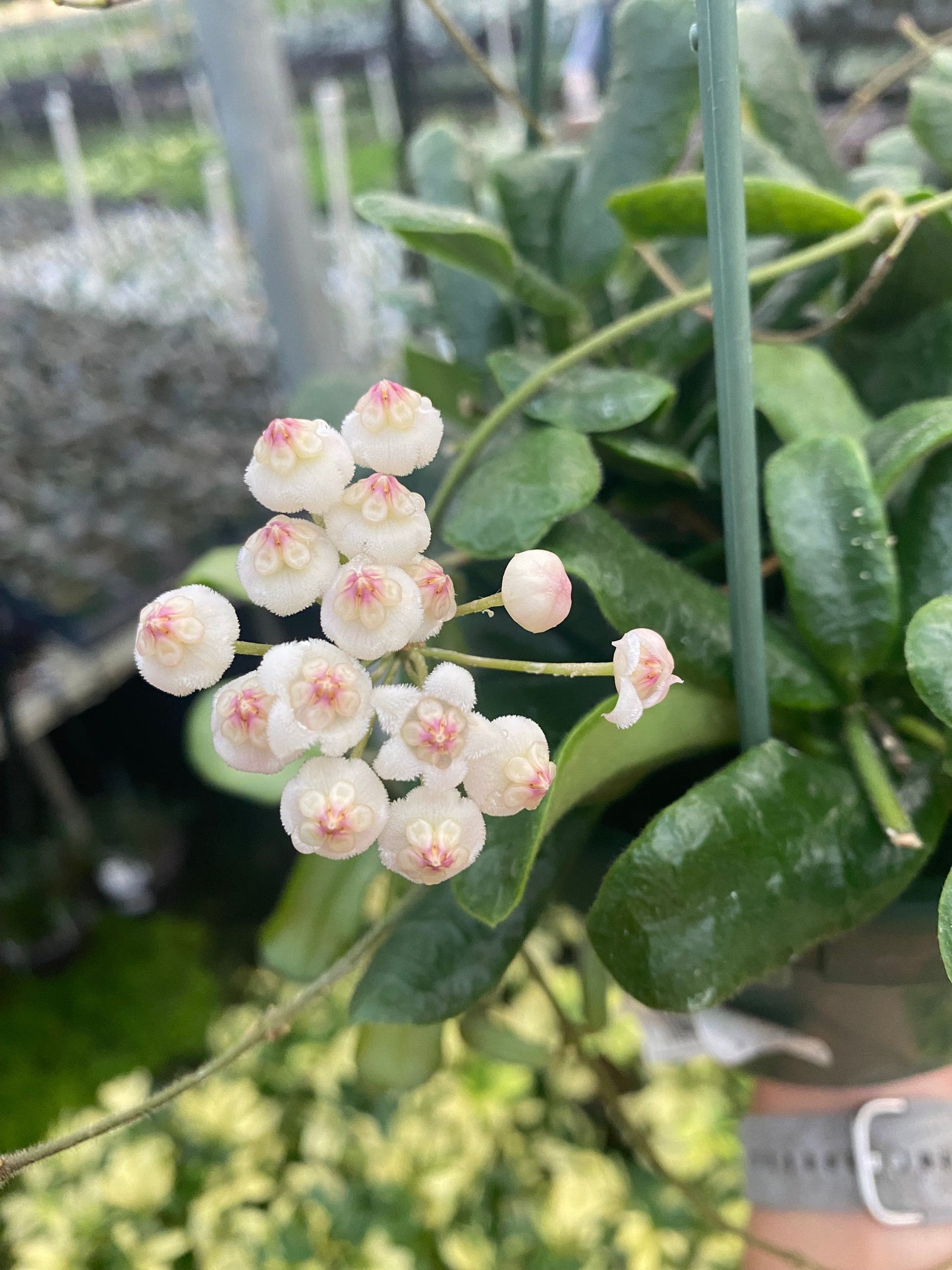 Hoya Rotundiflora, 2" Plant - Tampa Home & Garden Store