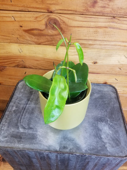 Hoya Treubiana, 4" Plant - Tampa Home & Garden Store