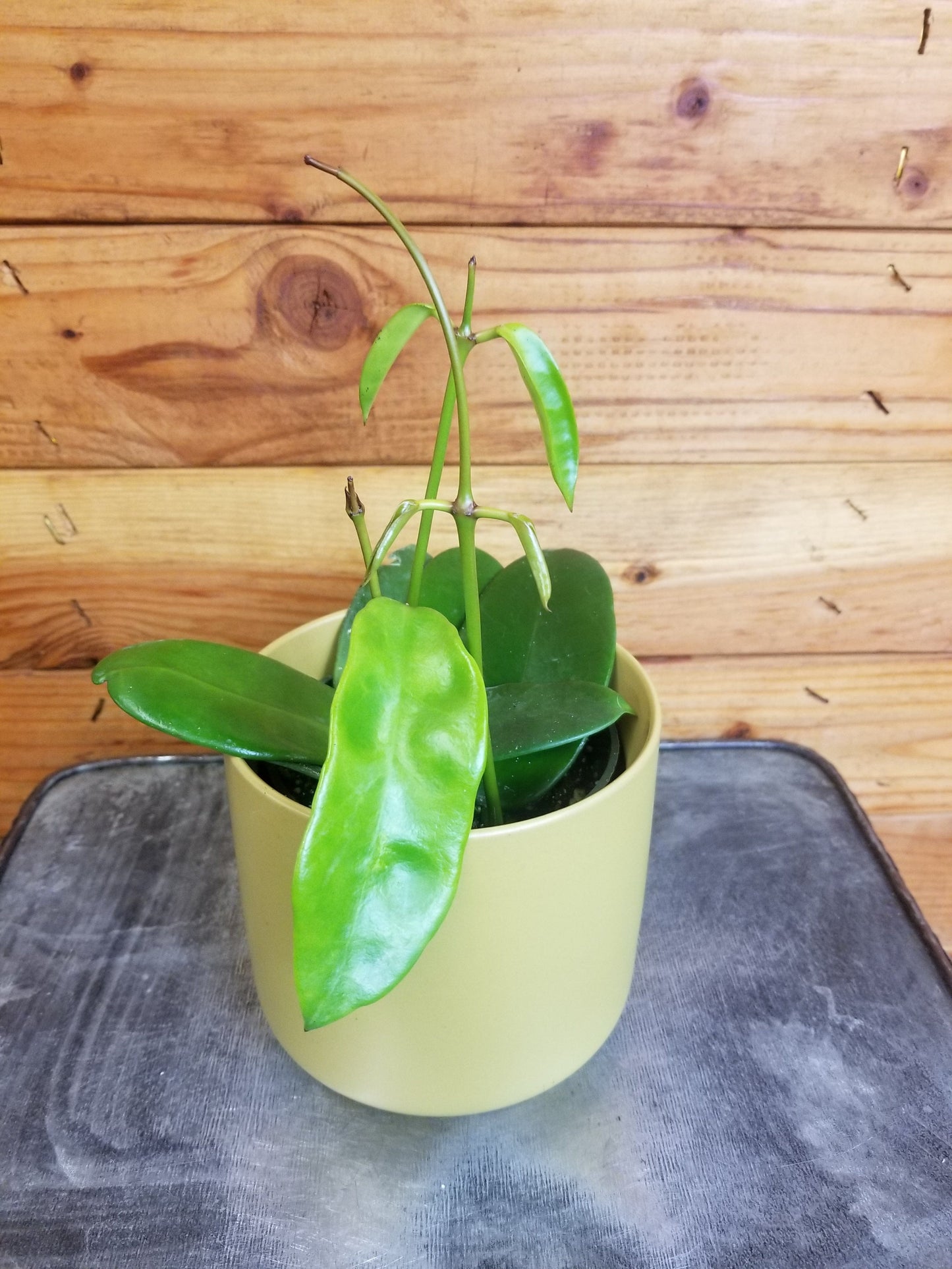 Hoya Treubiana, 4" Plant - Tampa Home & Garden Store