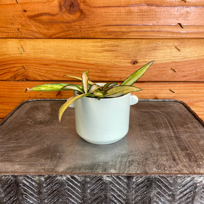 Hoya Wayetii Variegated, 2" Plant - Tampa Home & Garden Store
