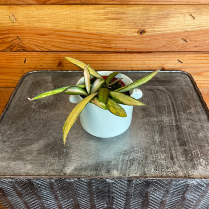 Hoya Wayetii Variegated, 2" Plant - Tampa Home & Garden Store