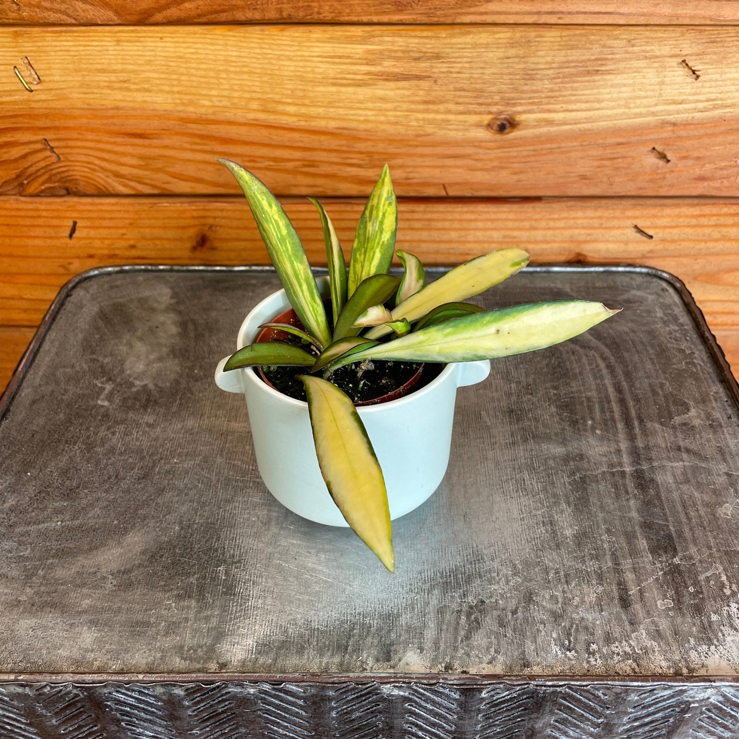 Hoya Wayetii Variegated, 2" Plant - Tampa Home & Garden Store