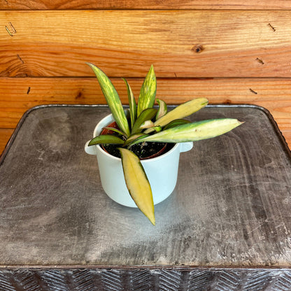 Hoya Wayetii Variegated, 2" Plant - Tampa Home & Garden Store