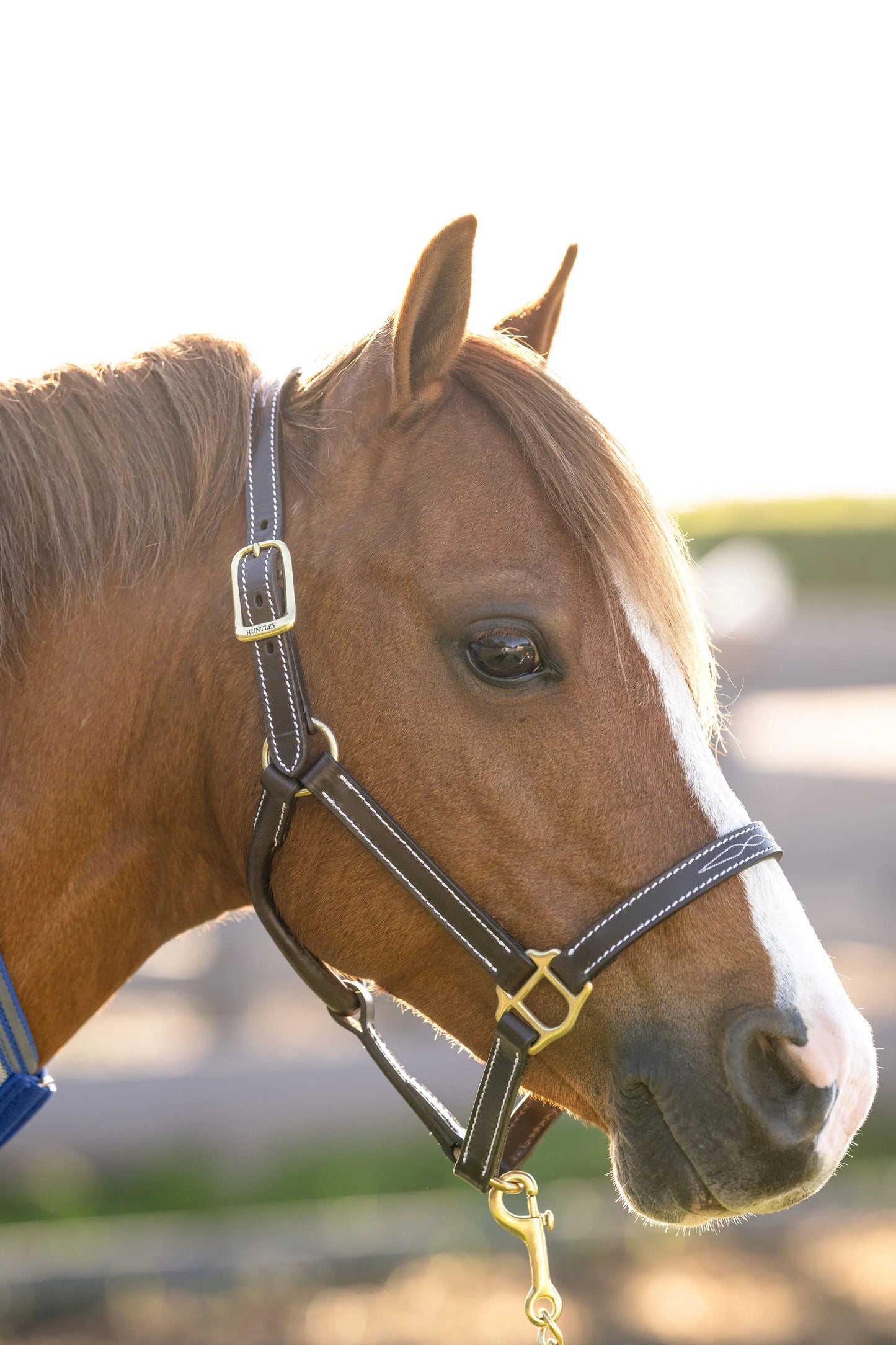 Huntley Equestrian Fancy Stitched Adjustable Premium Leather Pony Halter with Brass Hardware - Tampa Home & Garden Store