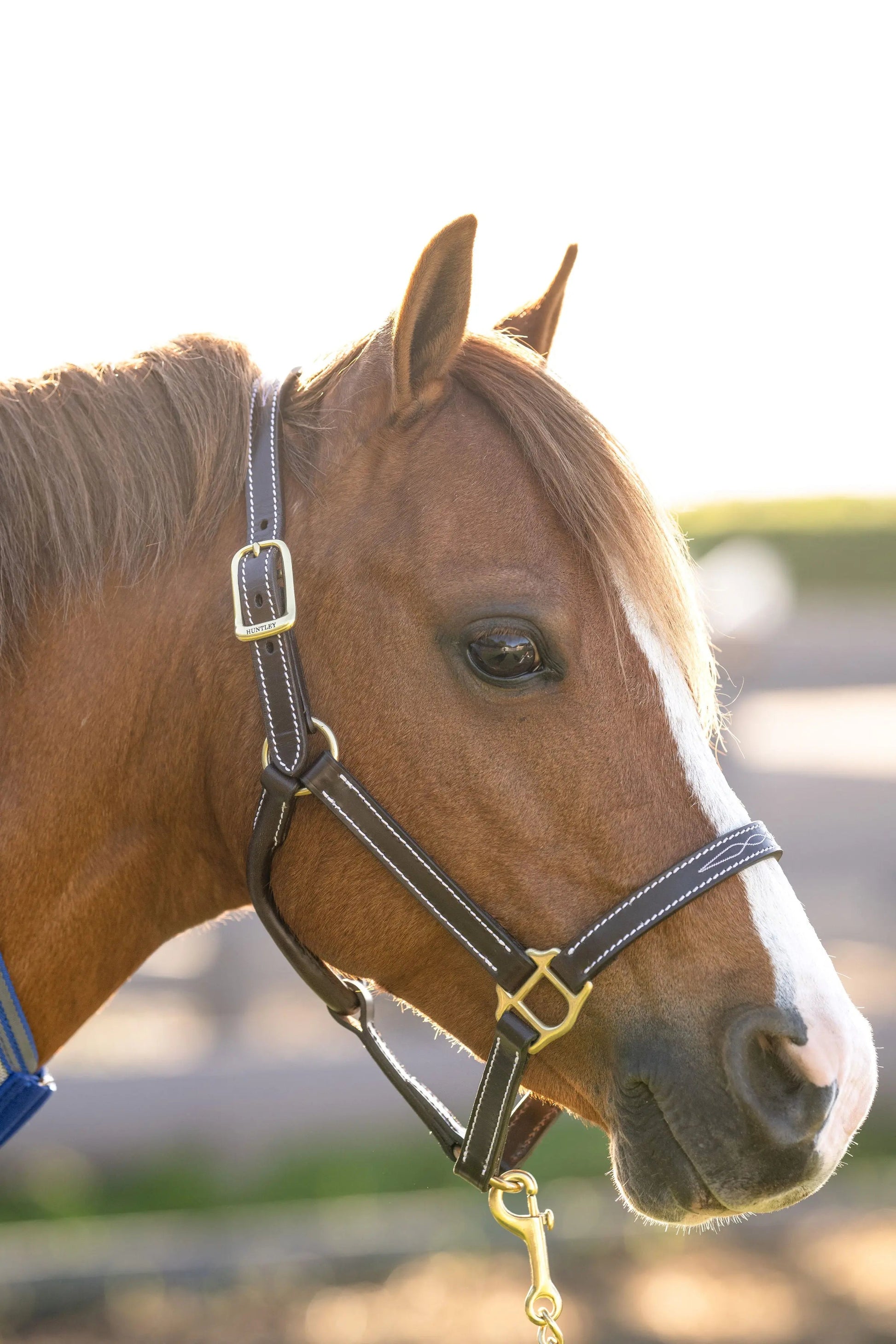 Huntley Equestrian Fancy Stitched Adjustable Premium Leather Pony Halter with Brass Hardware - Tampa Home & Garden Store
