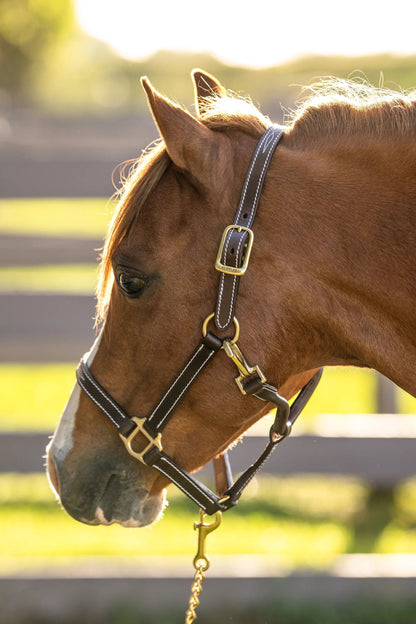 Huntley Equestrian Fancy Stitched Adjustable Premium Leather Pony Halter with Brass Hardware - Tampa Home & Garden Store