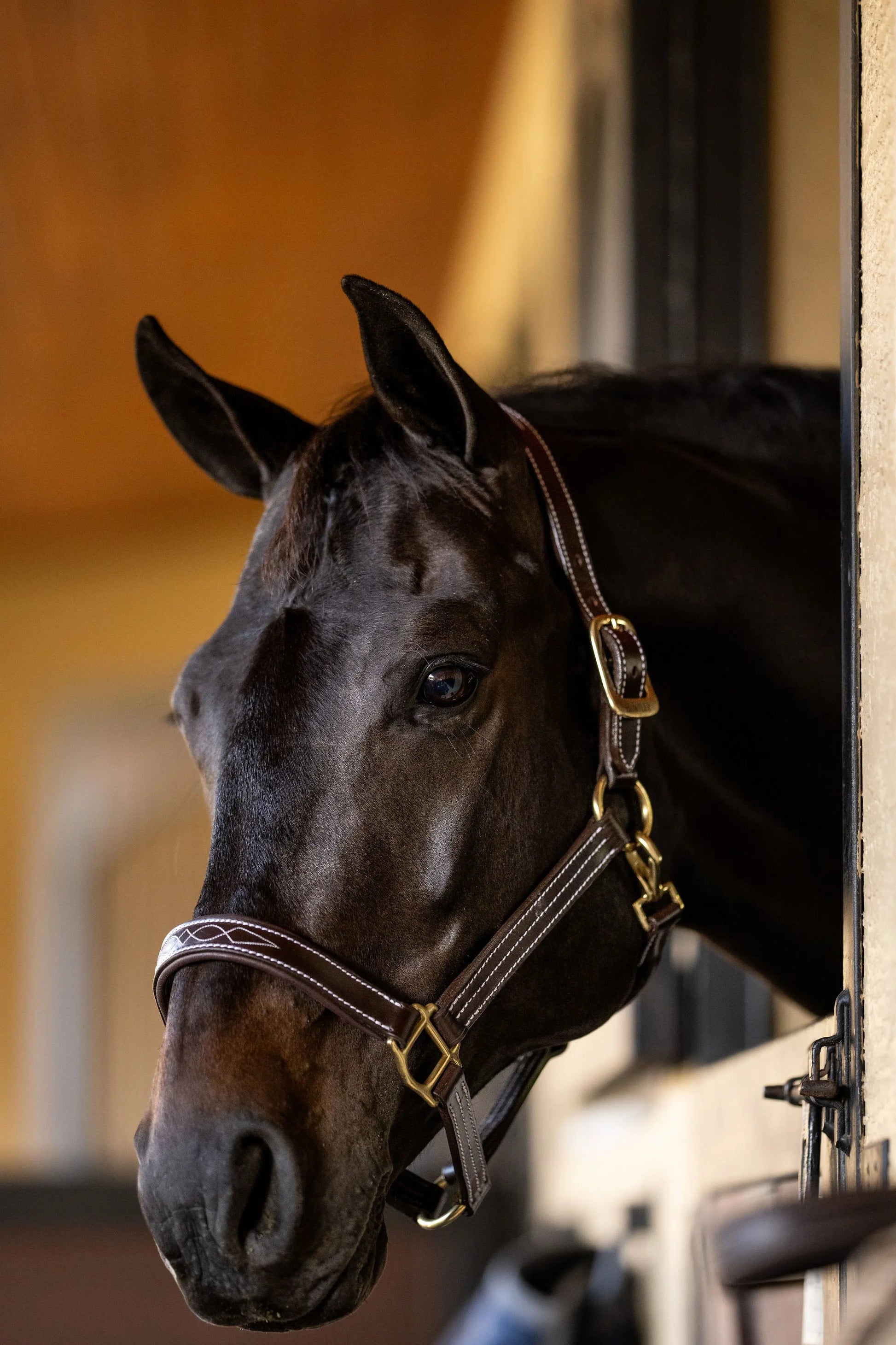 Huntley Equestrian Fancy Stitched Premium Leather Padded Halter - Tampa Home & Garden Store