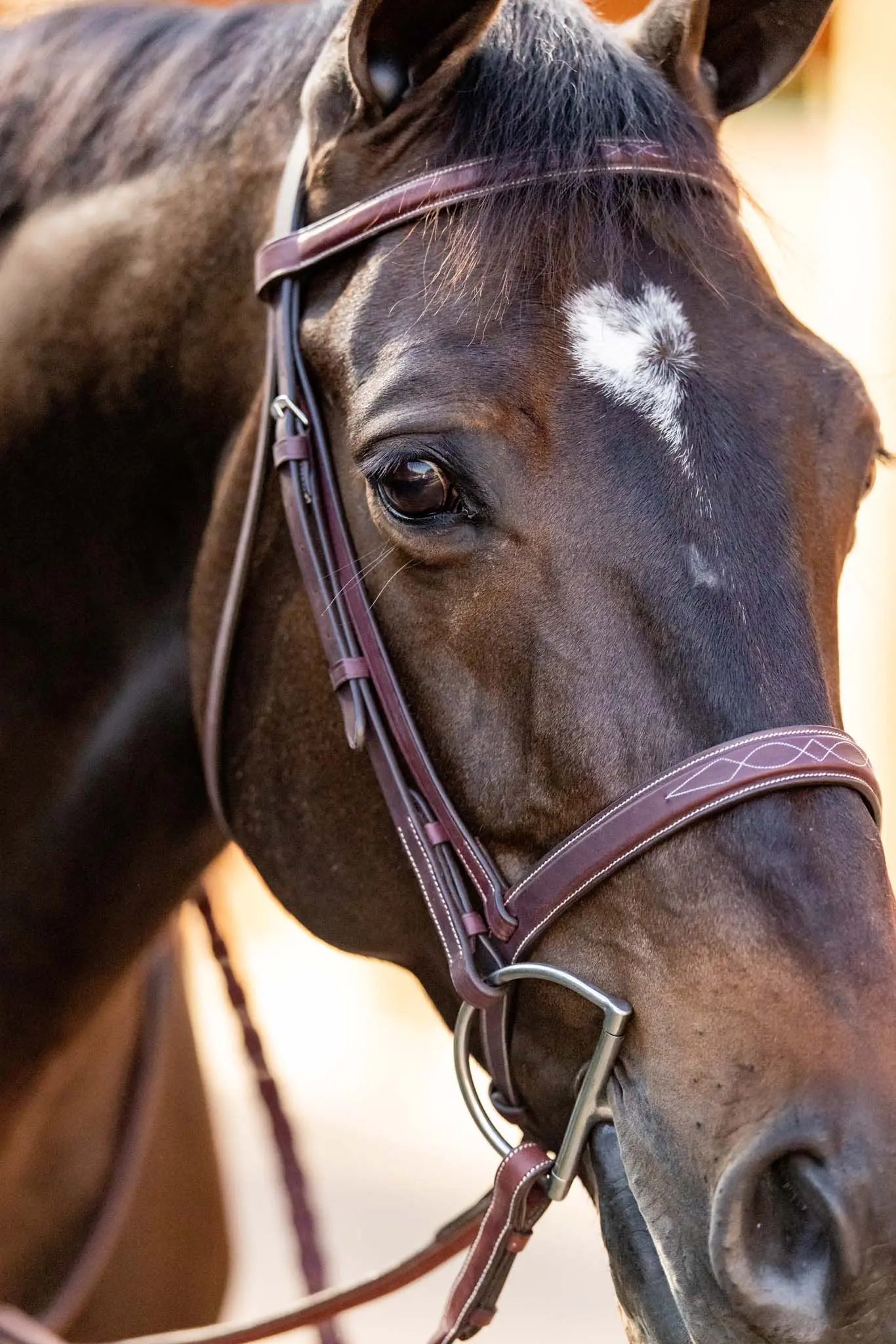 Huntley Equestrian Fancy Stitched Schooling Hunter Bridle with Reins - Tampa Home & Garden Store