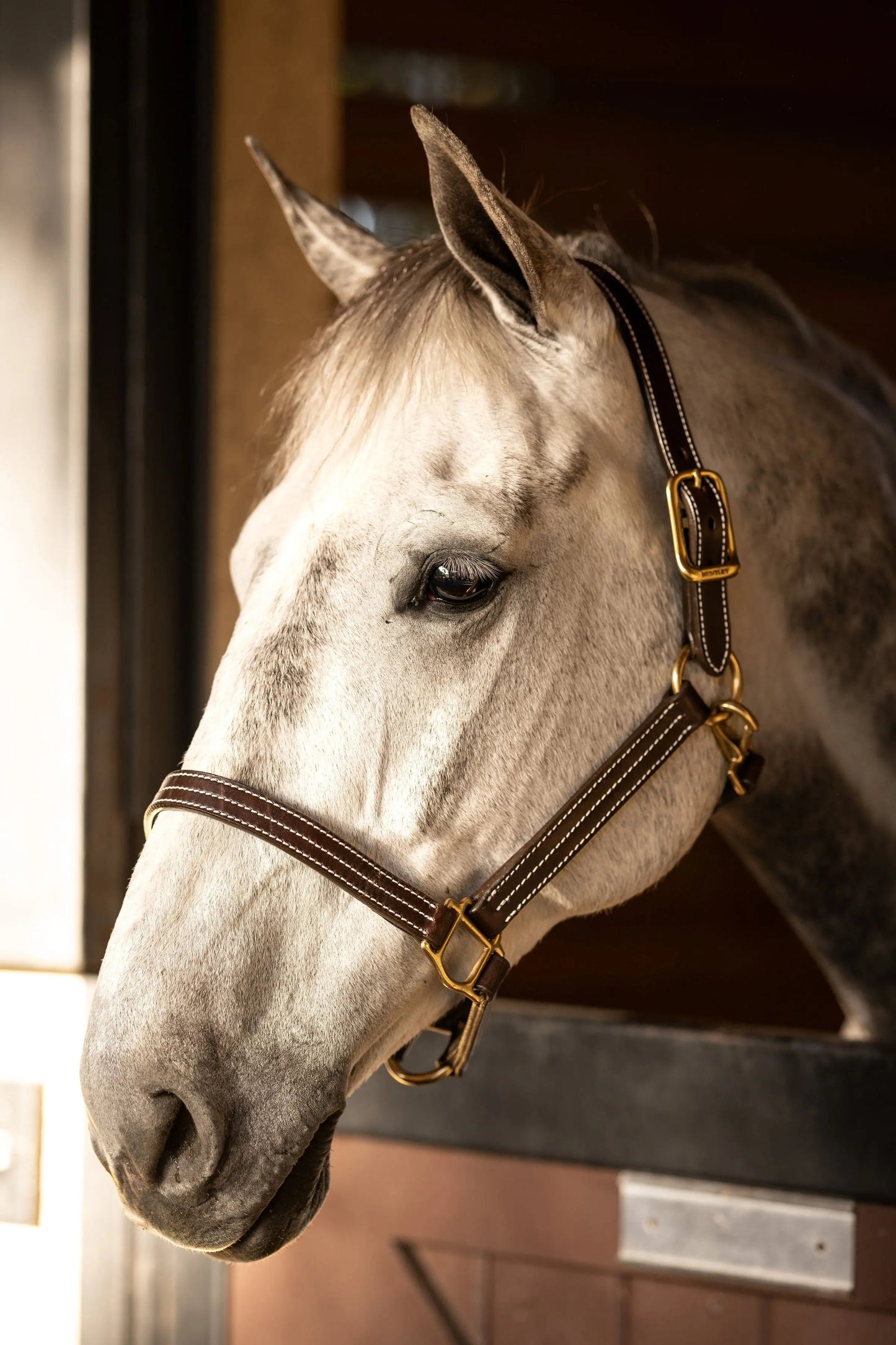 Huntley Equestrian Premium Leather Triple Stitched Halter with Snap - Tampa Home & Garden Store