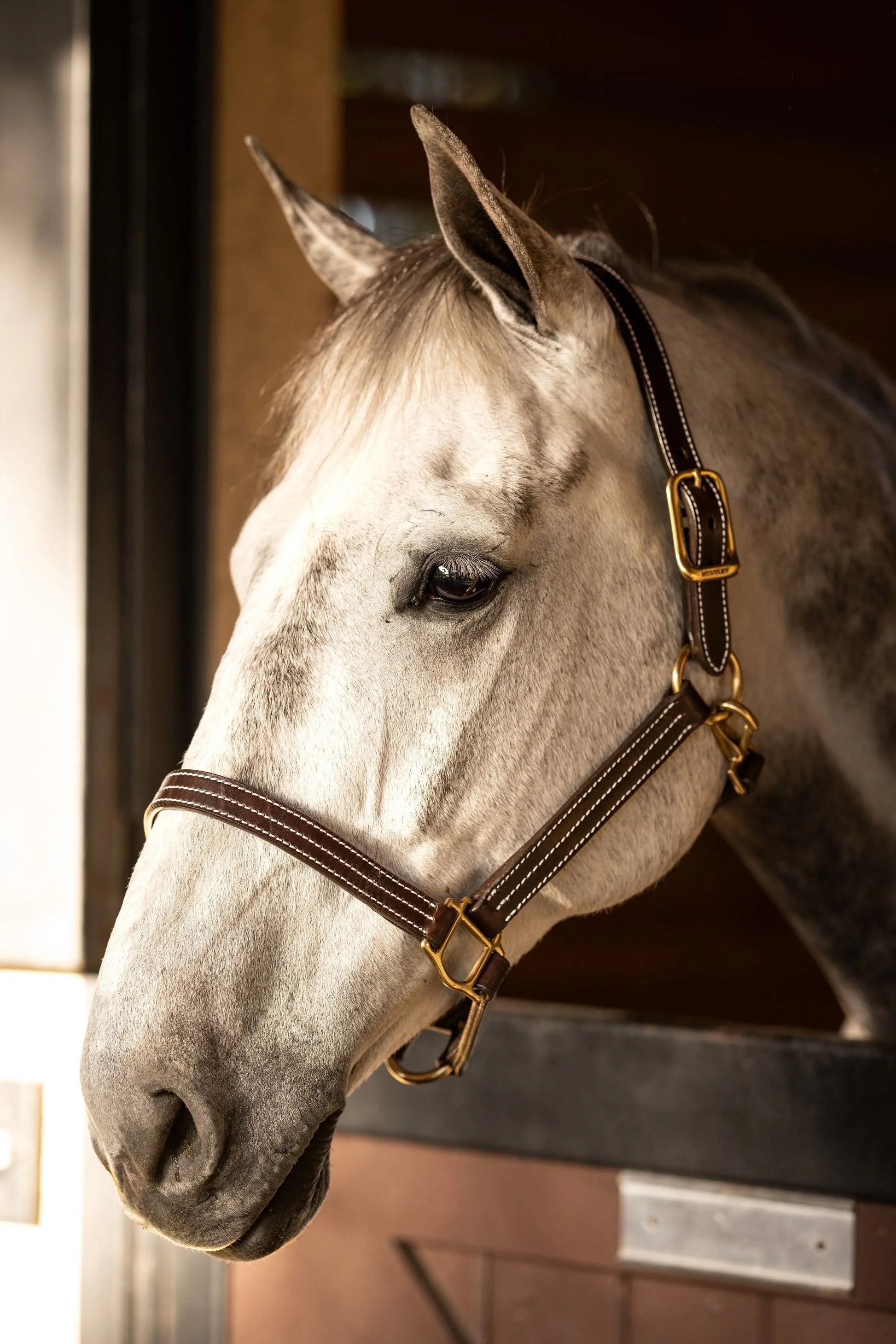 Huntley Equestrian Premium Leather Triple Stitched Halter with Snap - Tampa Home & Garden Store