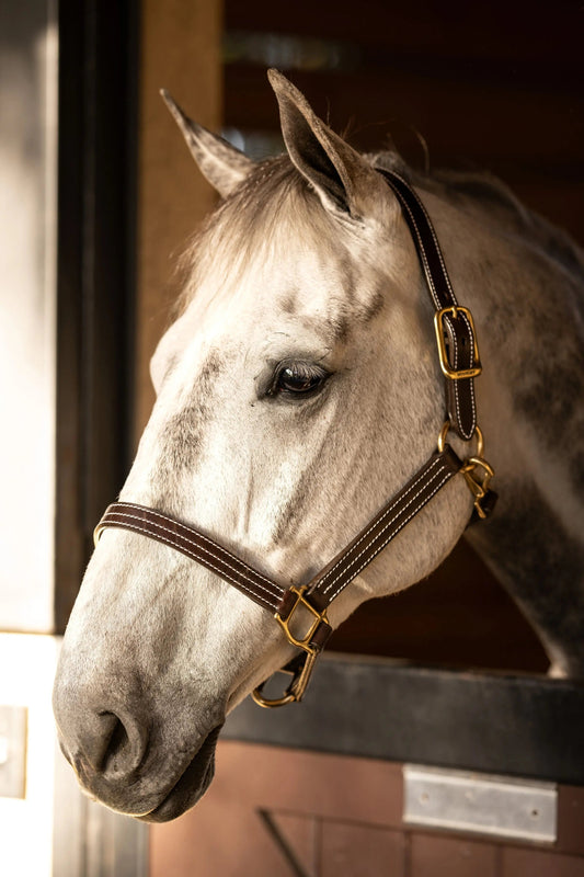 Huntley Equestrian Premium Leather Triple Stitched Halter with Snap - Tampa Home & Garden Store