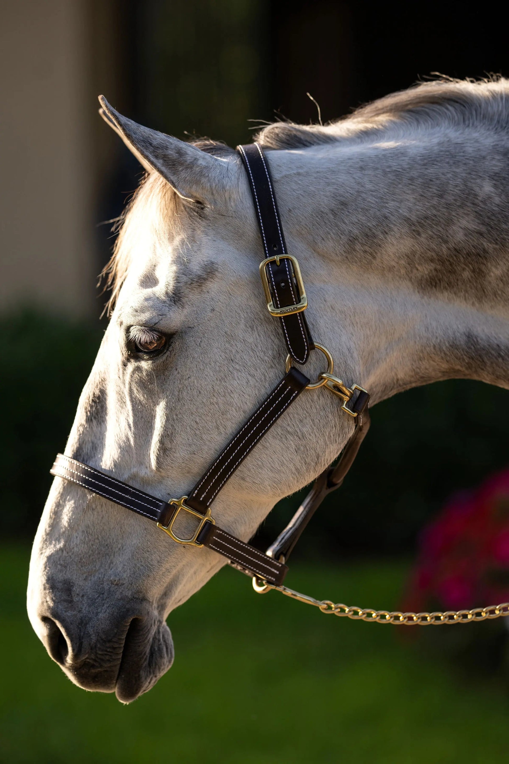 Huntley Equestrian Premium Leather Triple Stitched Halter with Snap - Tampa Home & Garden Store