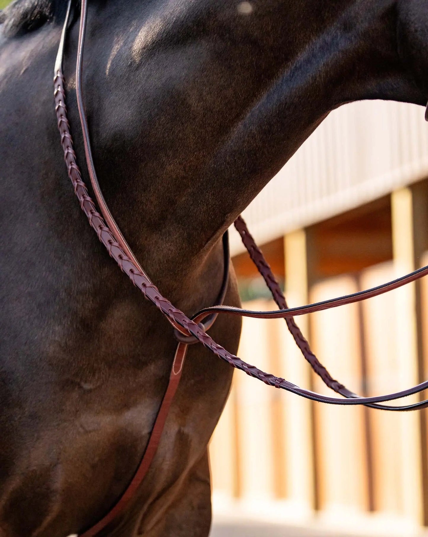 Huntley Equestrian Schooling Standing Martingale, Italian Leather - Tampa Home & Garden Store