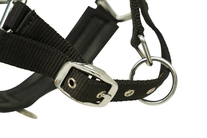 Huntley Nylon Padded Lunging Caveson, Black - Tampa Home & Garden Store