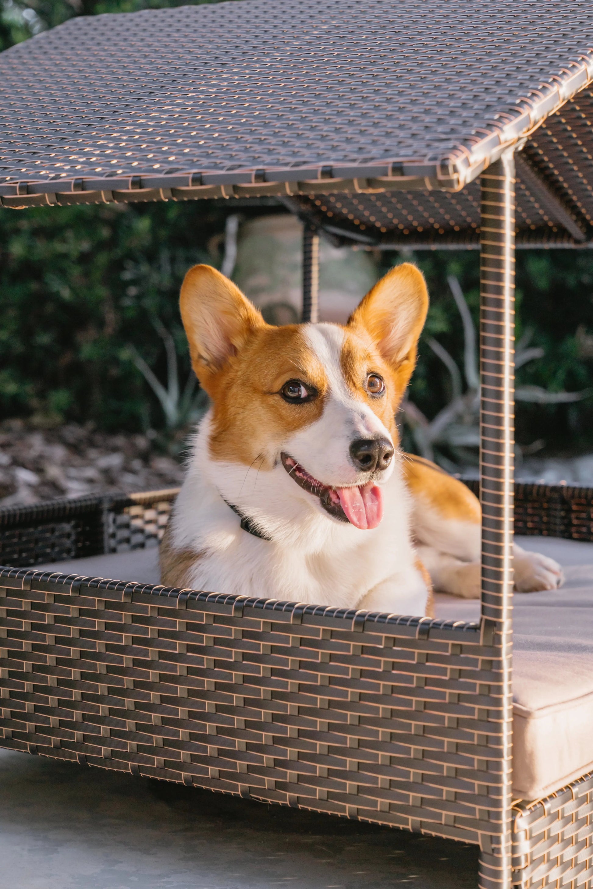 Huntley Pet Rattan Wicker Indoor Outdoor Cabana Raised Pet Bed - Tampa Home & Garden Store