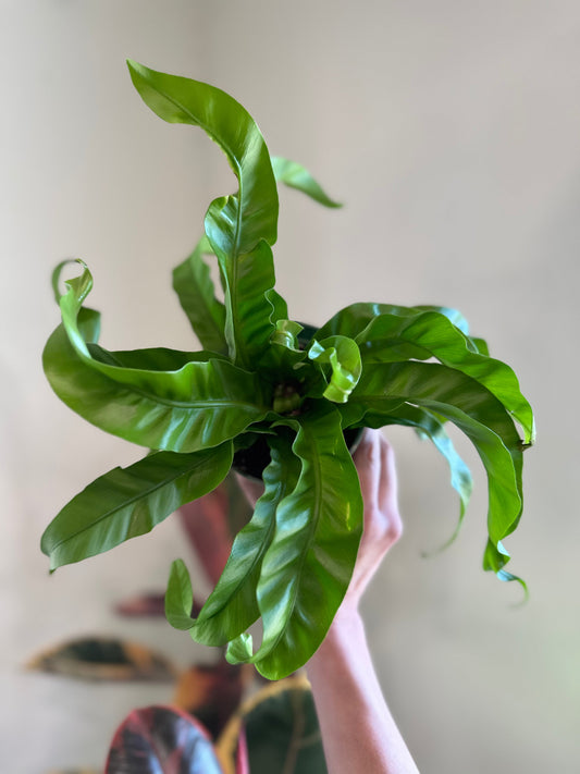 'Hurricane' Fern - Tampa Home & Garden Store