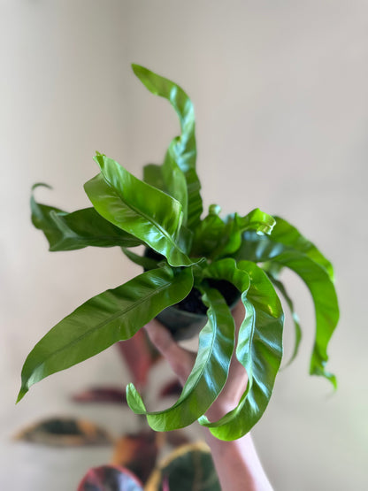 'Hurricane' Fern - Tampa Home & Garden Store