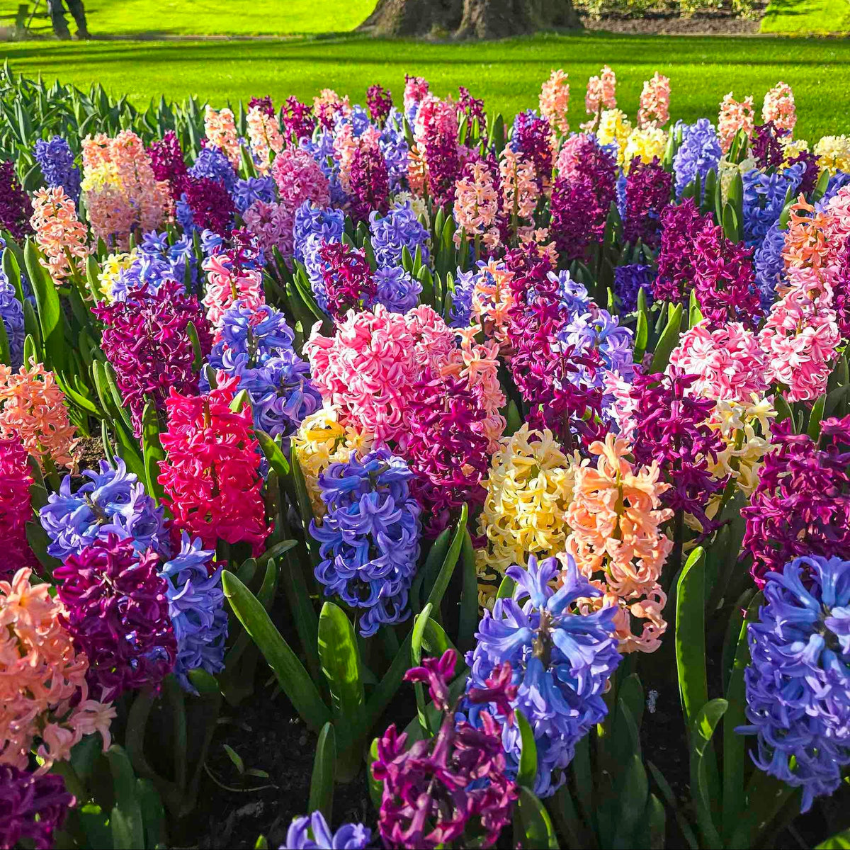 Hyacinth Mix plant with dense rainbow blooms and green foliage on Tampa Home & Garden Store