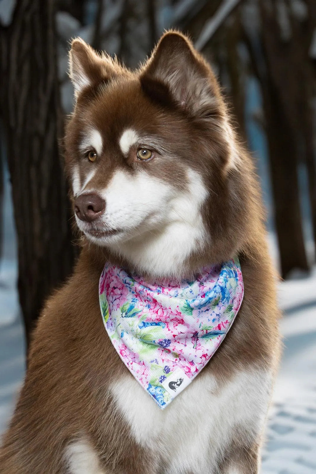 Hydrangea Haven Dog Bandana - Tampa Home & Garden Store