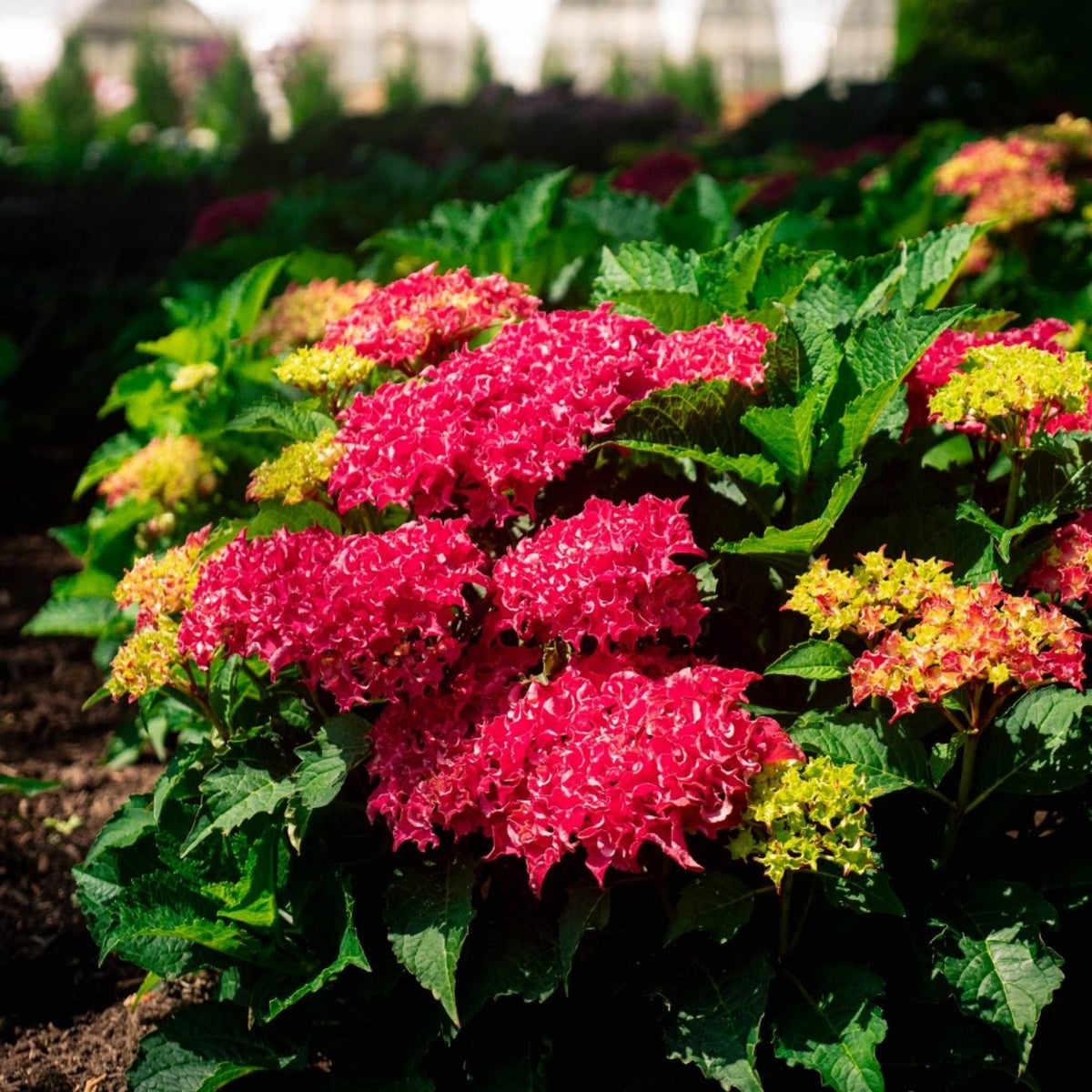 Frill Ride Reblooming Hydrangea plant with pink mophead blooms and green leaves Garden on Tampa Home & Garden Store