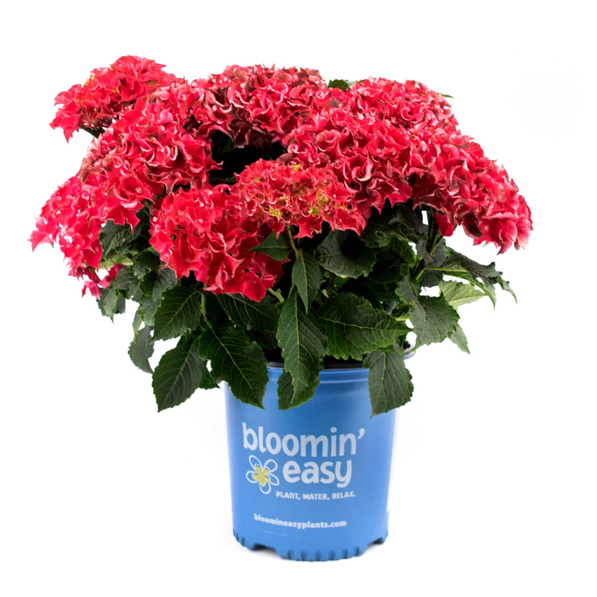 Frill Ride Reblooming Hydrangea plant with pink blooms in a blue Bloomin' Easy pot on Tampa Home & Garden Store