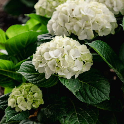 Grin and Tonic Reblooming Hydrangea plant white flower clusters with green leaves on Tampa Home & Garden Store