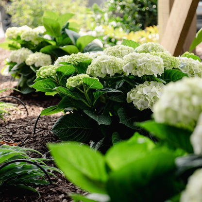 Grin and Tonic Reblooming Hydrangea plant with white blooms and glossy green leaves on Tampa Home & Garden Store
