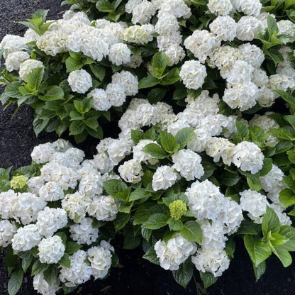 Grin and Tonic Reblooming Hydrangea plant with white bloom clusters and glossy green leaves on Tampa Home & Garden Store