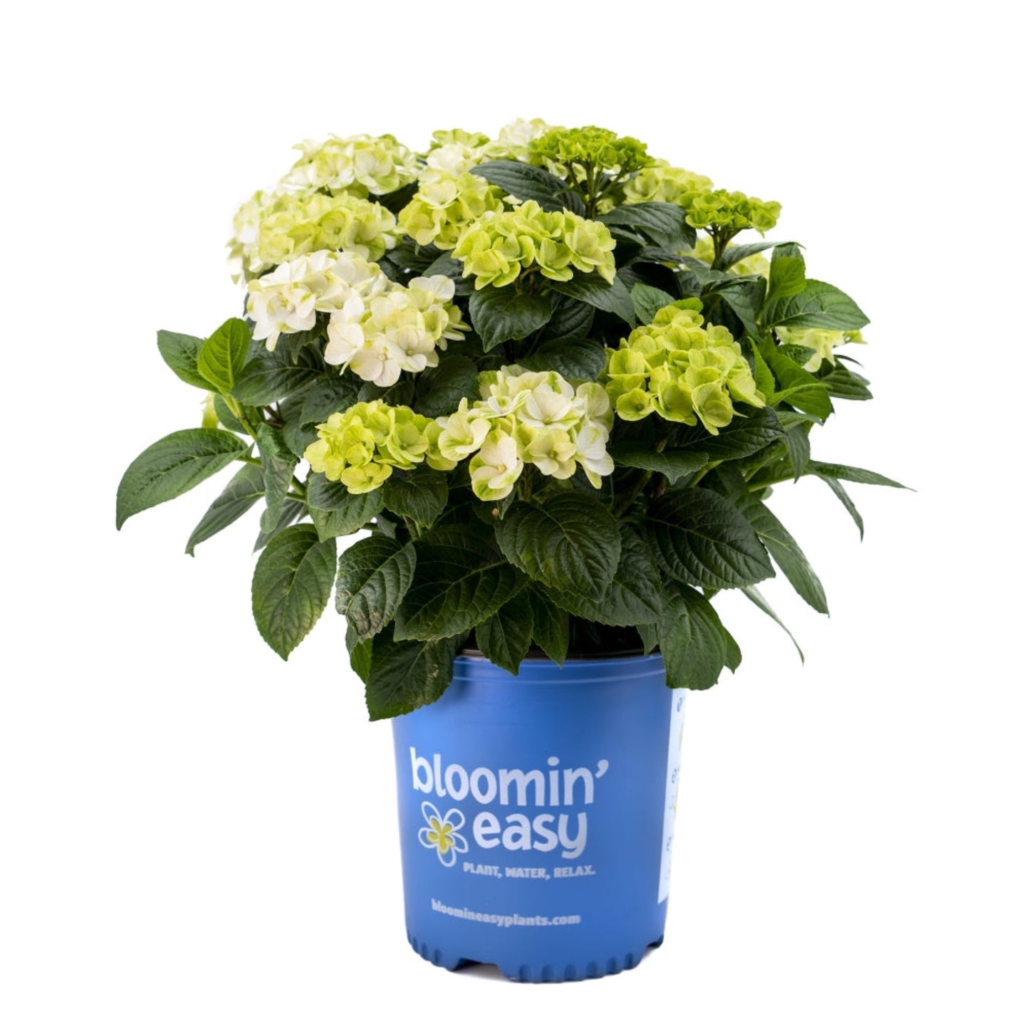 Grin and Tonic Reblooming Hydrangea plant in blue Blooming Easy pot with pale green blooms on Tampa Home & Garden Store