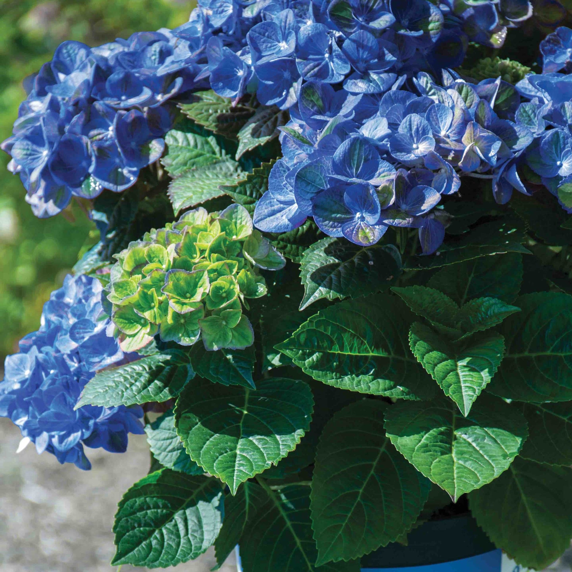 Tilt-A-Swirl Bigleaf Hydrangea plant blue blooms with green leaves Indoor & Outdoor Plants on Tampa Home & Garden Store