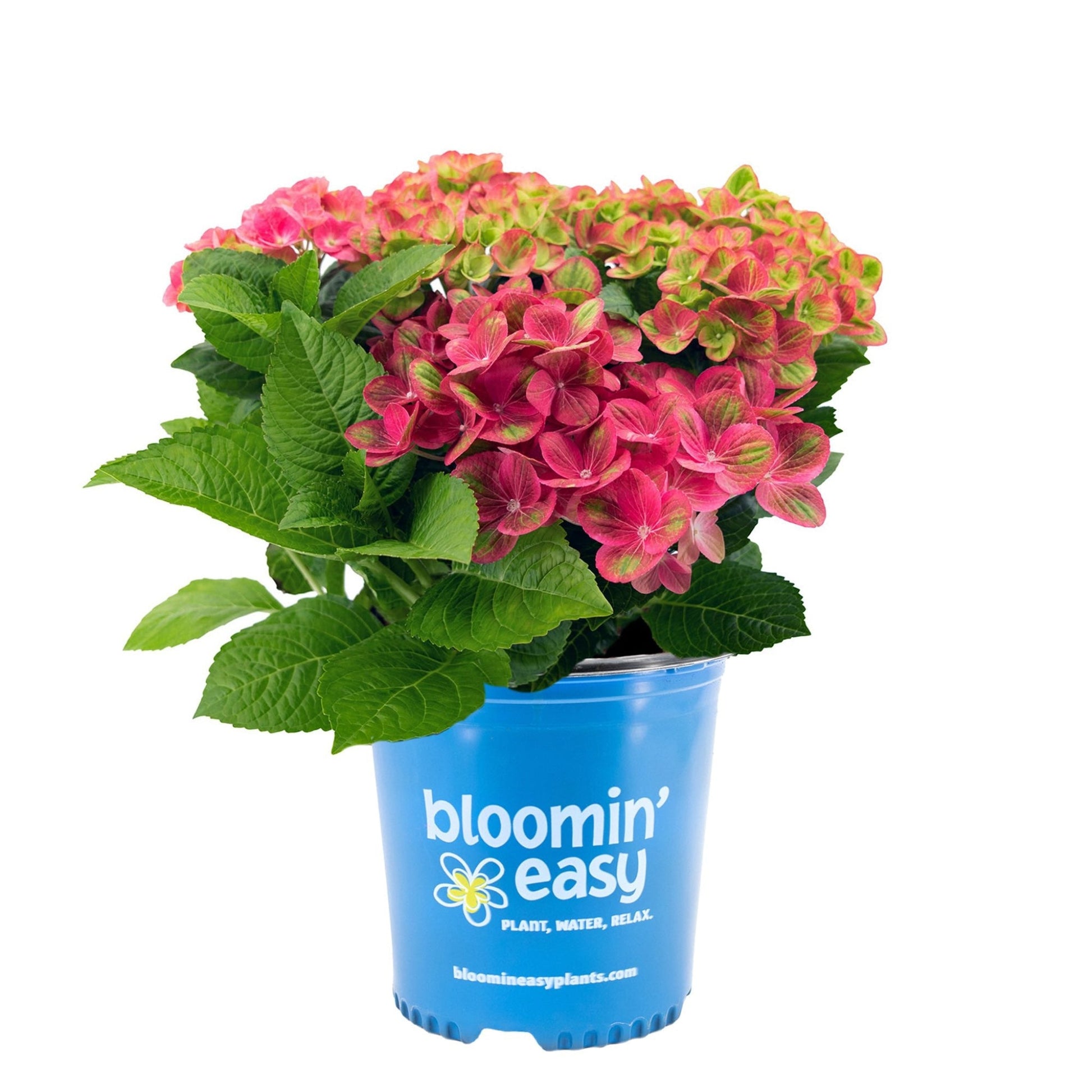 Tilt-A-Swirl Bigleaf Hydrangea plant in blue pot with pink blossoms and green leaves on Tampa Home & Garden Store