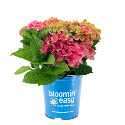 Tilt-A-Swirl Bigleaf Hydrangea plant in blue pot with pink blossoms and green leaves on Tampa Home & Garden Store