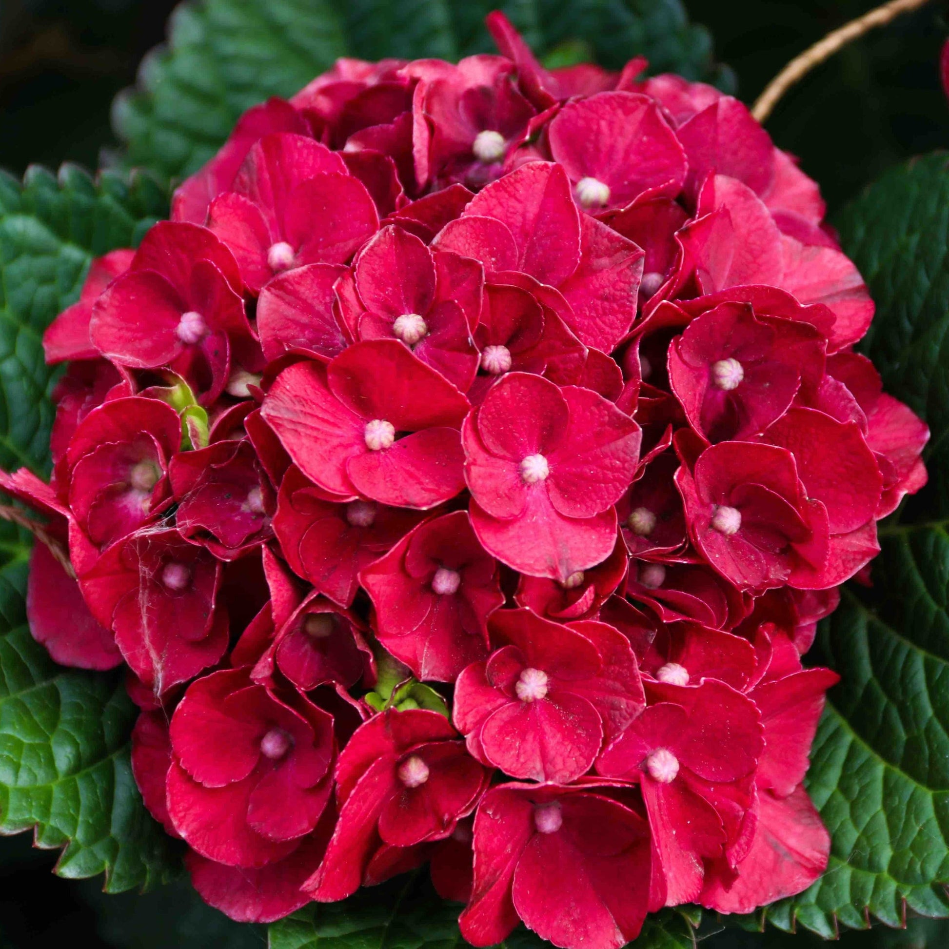 Cherry-Go-Round Reblooming Hydrangea plant with vibrant red blooms and dark green foliage on Tampa Home & Garden Store