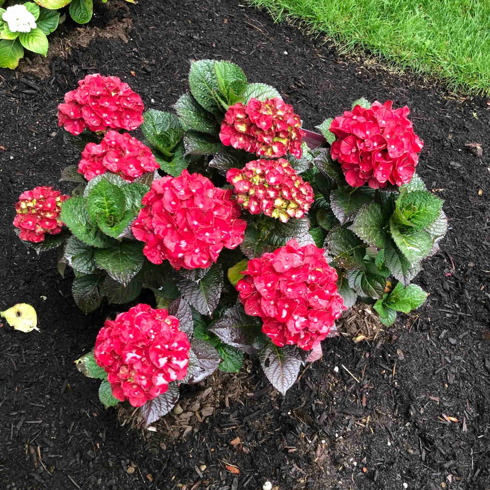 Cherry-Go-Round Reblooming Hydrangea plant red blossoms glossy green leaves by Live Good Logistics on Tampa Home & Garden Store