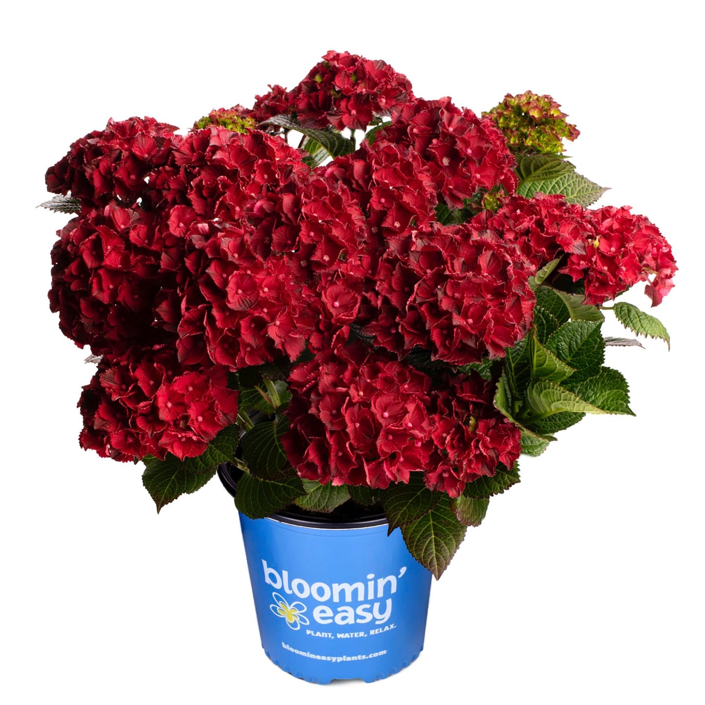 Cherry-Go-Round Reblooming Hydrangea plant in a blue Bloomin' Easy pot with red blooms on Tampa Home & Garden Store