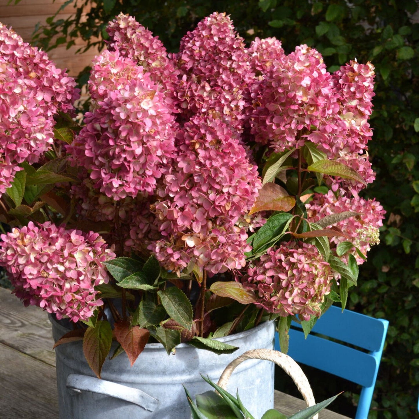 Dragon Baby Hardy Hydrangea plant with pink blooms in a metal tub on Tampa Home & Garden Store