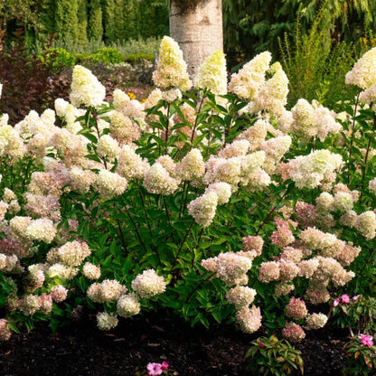 Dragon Baby Hardy Hydrangea plant with white blooms and green leaves on Tampa Home & Garden Store