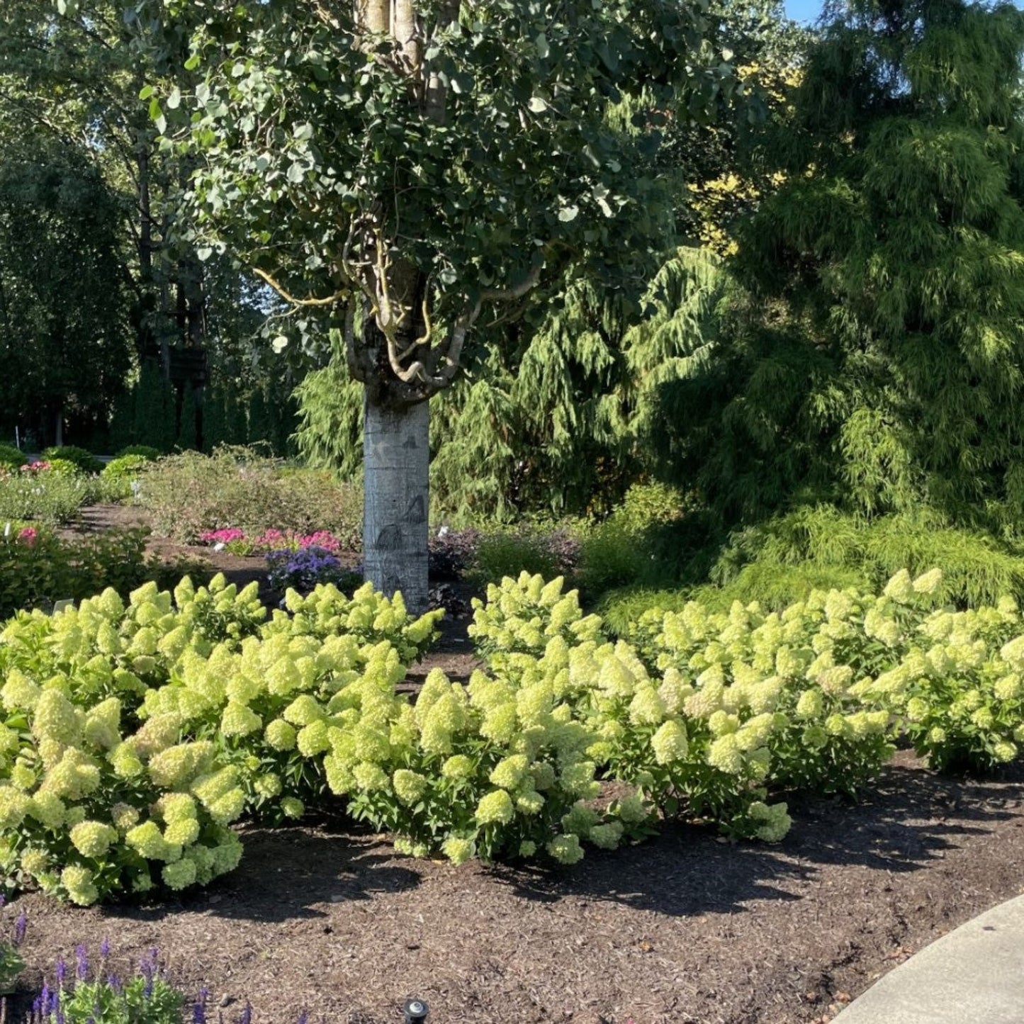 Dragon Baby Hardy Hydrangea plant with lime-green mophead blooms in a low, rounded shrub border on Tampa Home & Garden Store