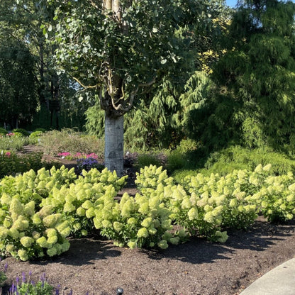 Dragon Baby Hardy Hydrangea plant with lime-green mophead blooms in a low, rounded shrub border on Tampa Home & Garden Store