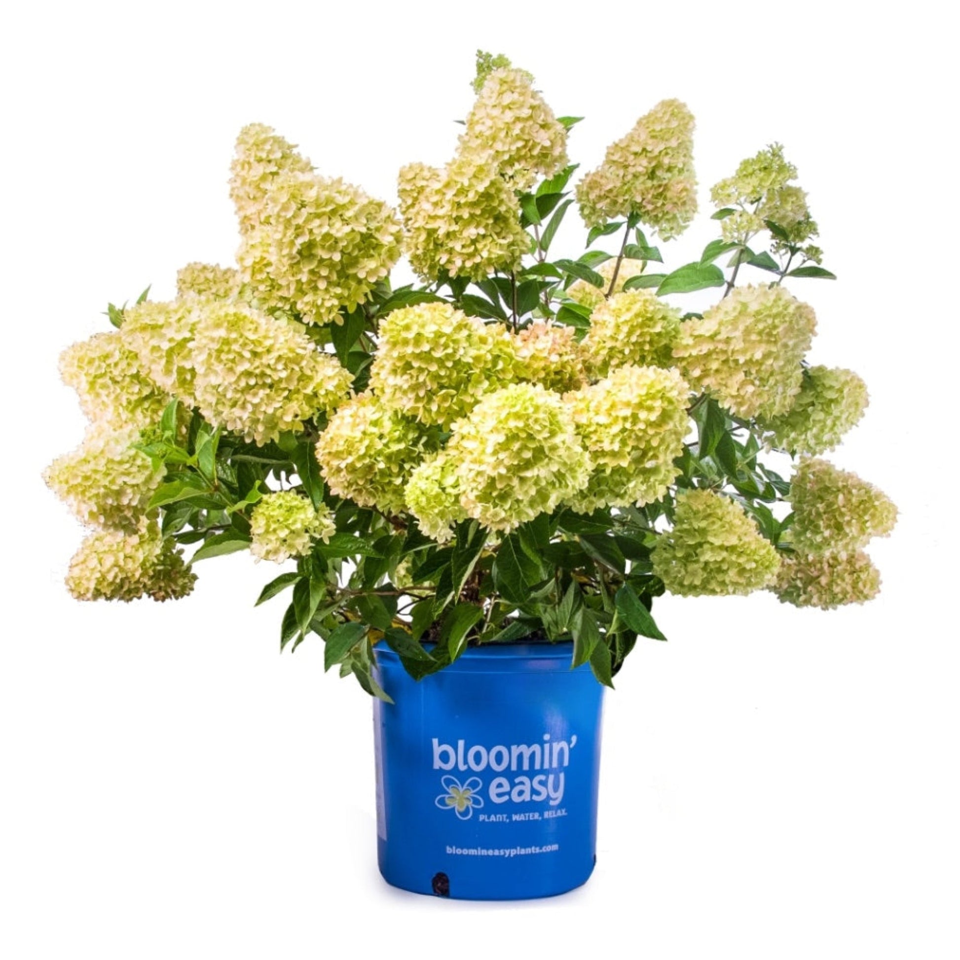 Dragon Baby Hardy Hydrangea plant in blue Blooming Easy pot with yellow blossoms and leaves on Tampa Home & Garden Store
